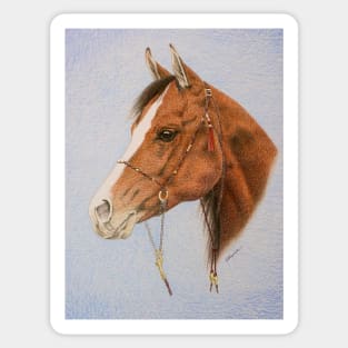 Young Arab Stallion Sticker